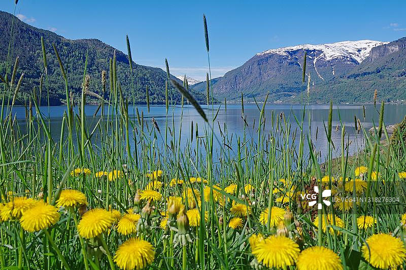 挪威松恩峡湾蒲公英草甸风光图片素材