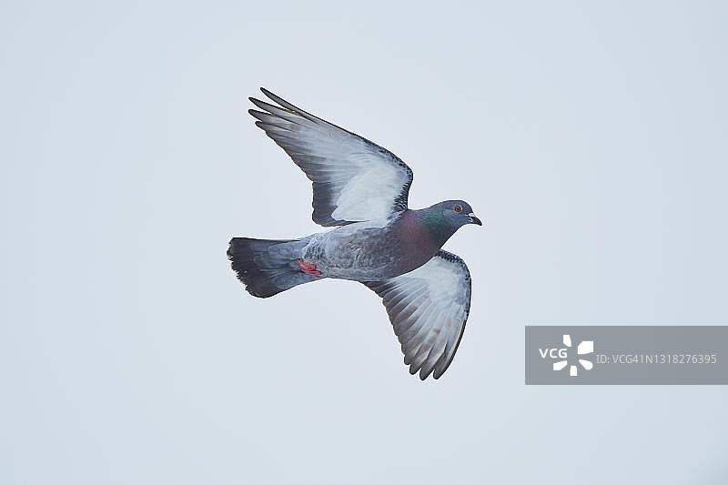 家鸽(Columba livia domestica)飞行,巴伐利亚,德国图片素材