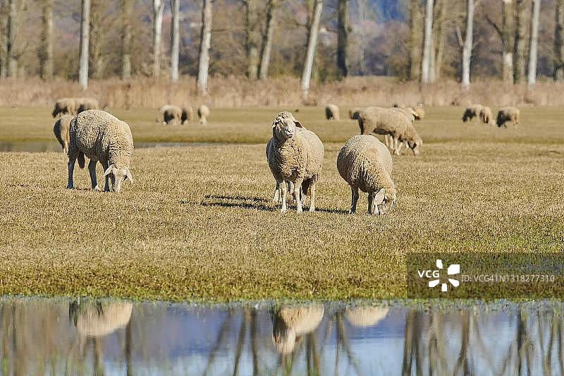 德国巴伐利亚上普法尔茨草甸上的绵羊图片素材