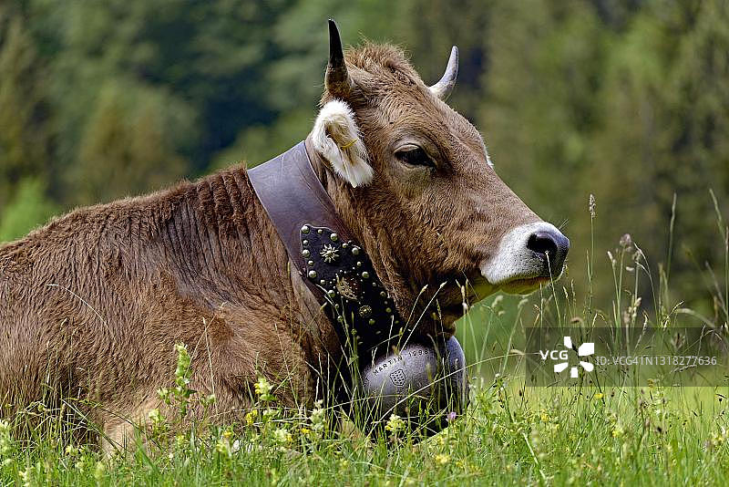 带有牛铃的家牛（原始牛），摄于德国巴伐利亚阿尔高图片素材
