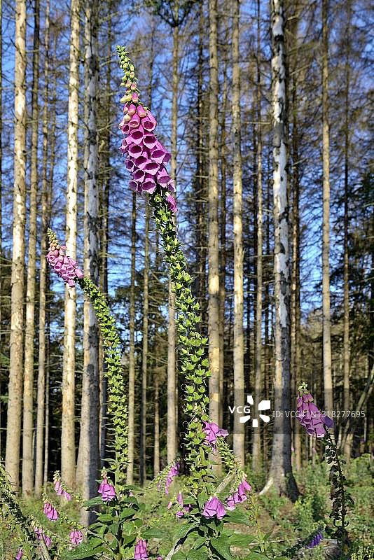 常见毛地黄，在德国云杉前图片素材