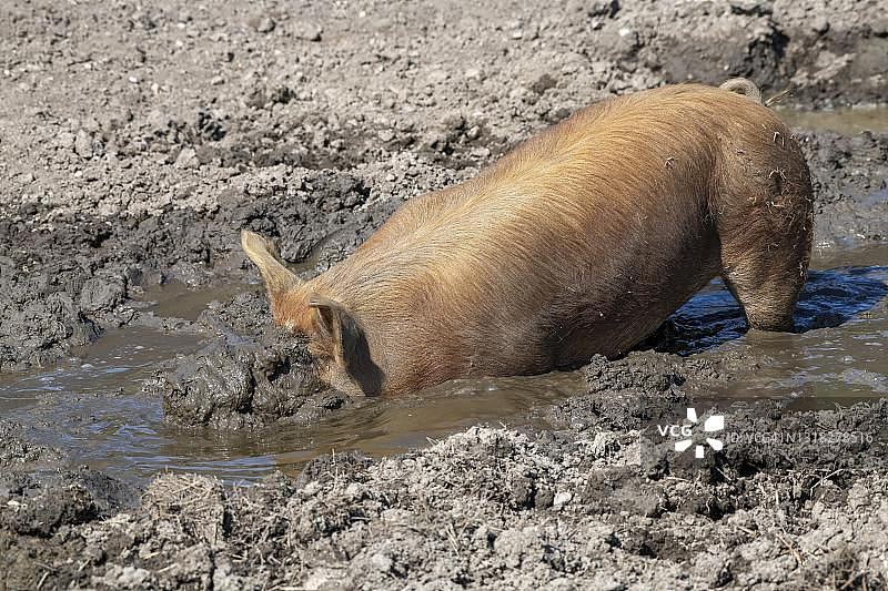 原产于美国的杜洛克猪，奥地利蒂罗尔州图片素材
