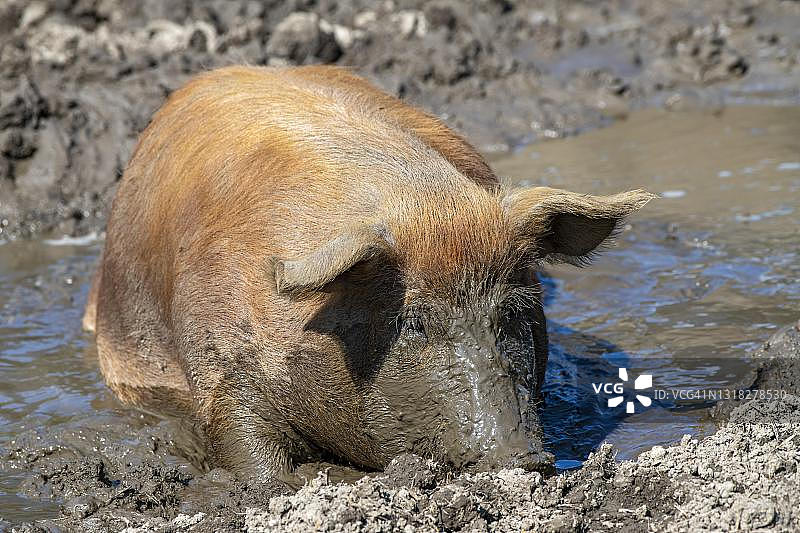 原产于美国的杜洛克猪，奥地利蒂罗尔州图片素材