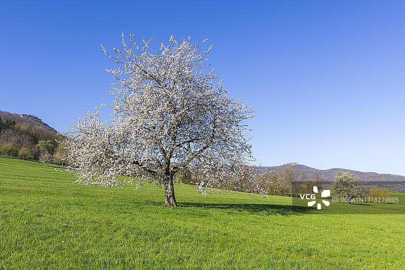 德国巴登-符腾堡州威尔海姆特克城堡后的樱桃树果园草地图片素材