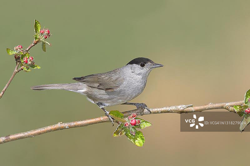 黑顶莺雄鸟栖息在苹果树枝上，德国北莱茵-威斯特法伦锡格地区图片素材