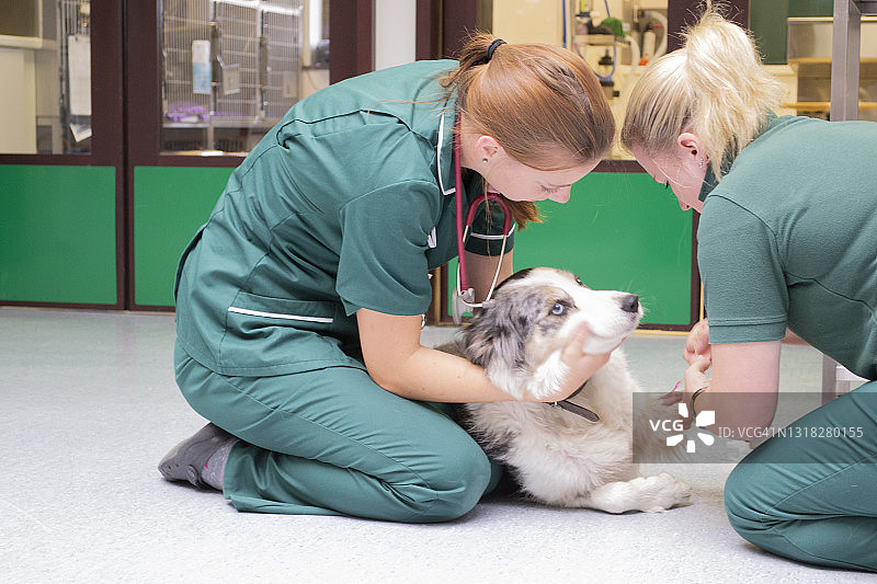 在兽医那里接受治疗的小狗图片素材