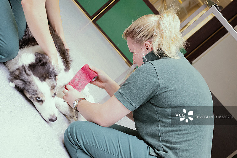 在兽医那里接受治疗的小狗图片素材