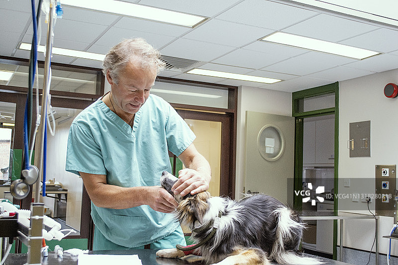 兽医正在给狗看病图片素材