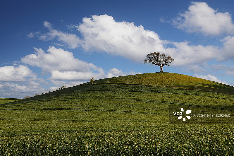 山丘上的一棵树图片素材