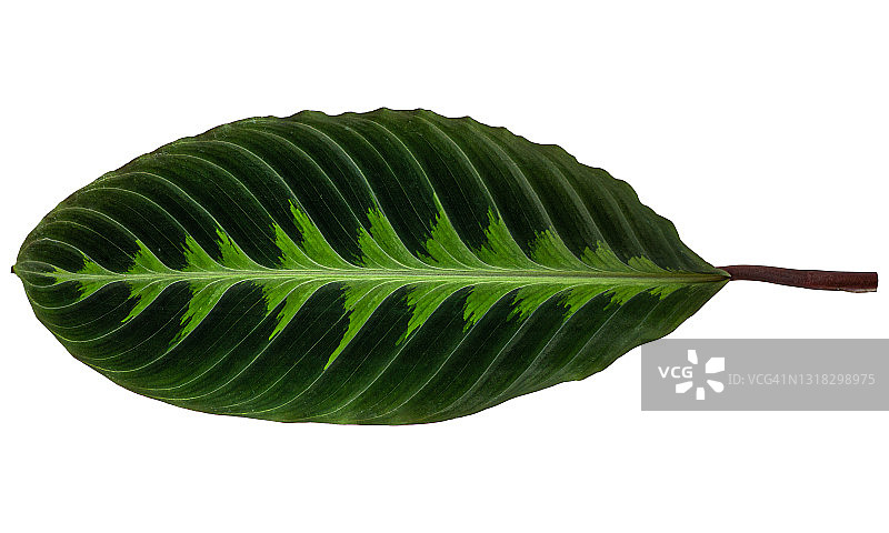 背景上的绿叶图片素材