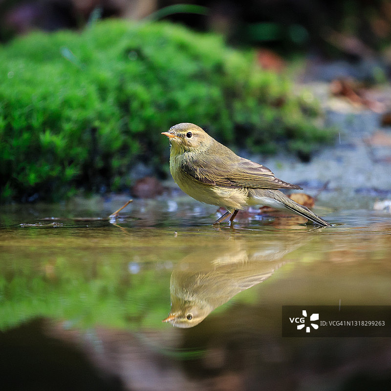 一只普通叽喳柳莺栖息在森林中特写图片素材