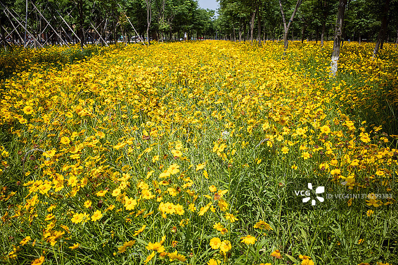 树林中盛开的金鸡菊完整图像图片素材