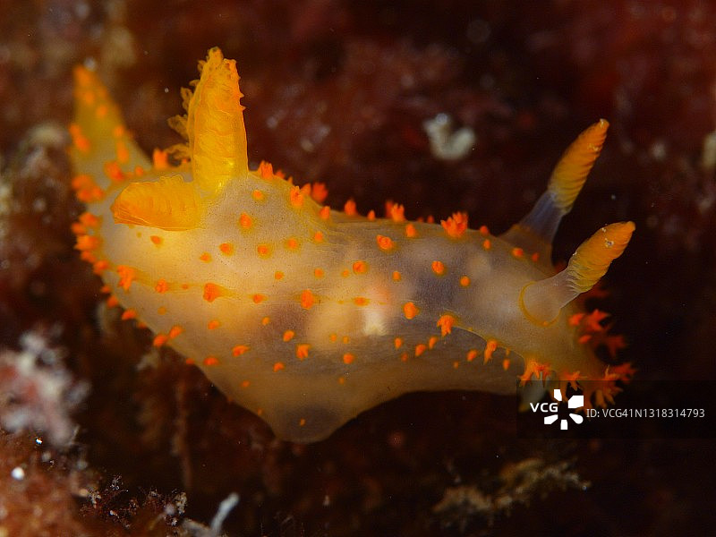 地中海海蛞蝓特写图片素材