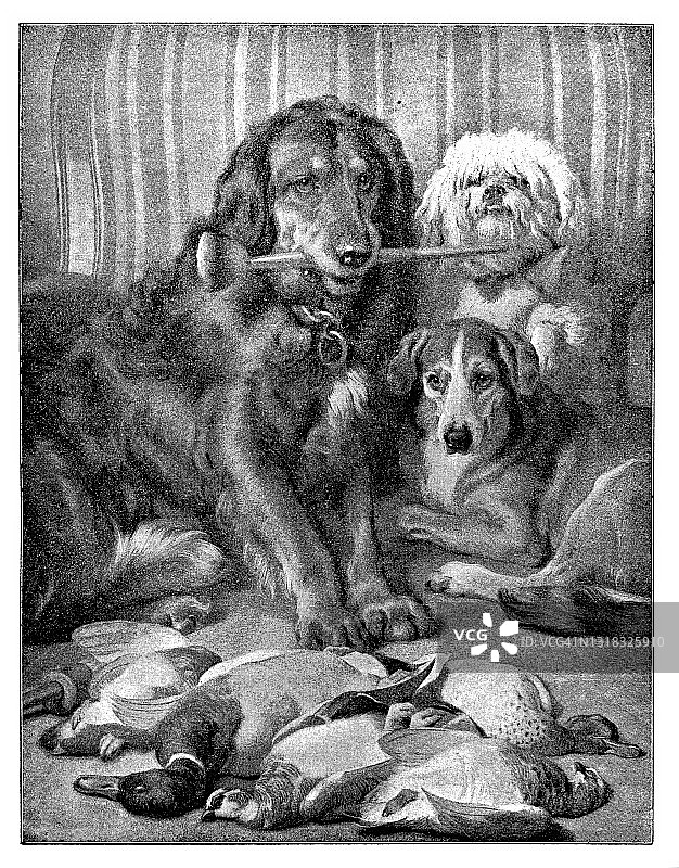 猎鸭犬图片素材