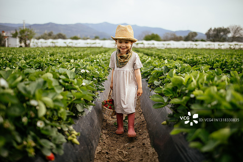 小女孩在农田里采摘草莓图片素材