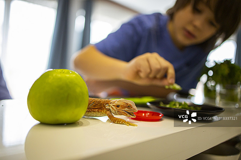 变色龙的午餐时间图片素材