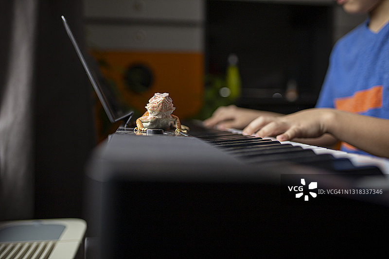 变色龙在键盘上行走图片素材