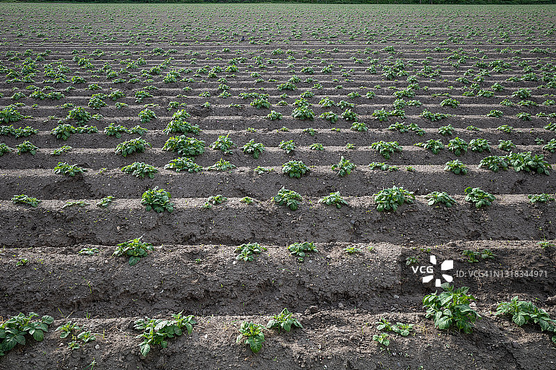 一排土堆，为农田准备土壤，用于植物生长图片素材
