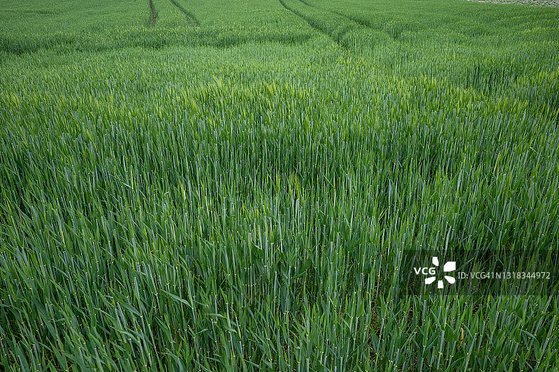 户外草地、稻田和农田景观图片素材