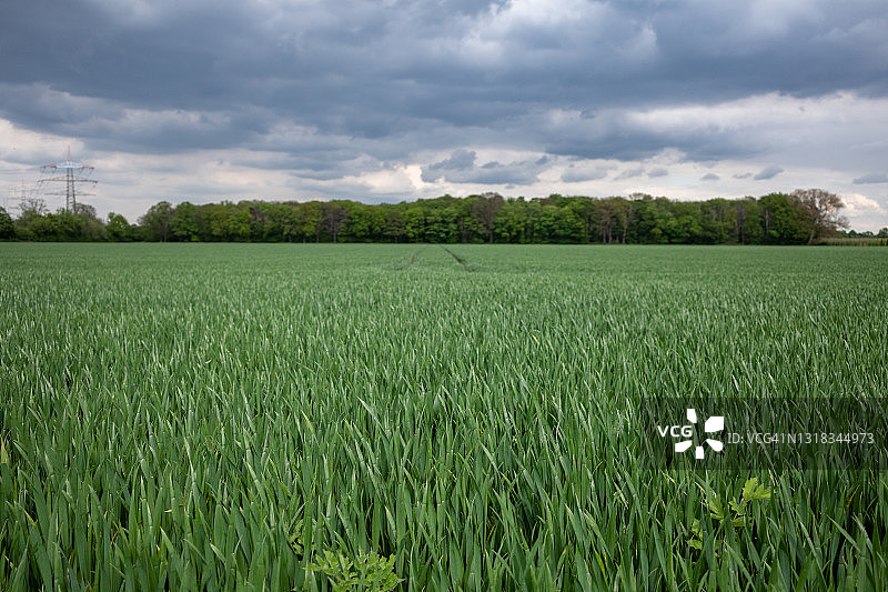 多云天空下田野草或稻穗顶端特写图片素材