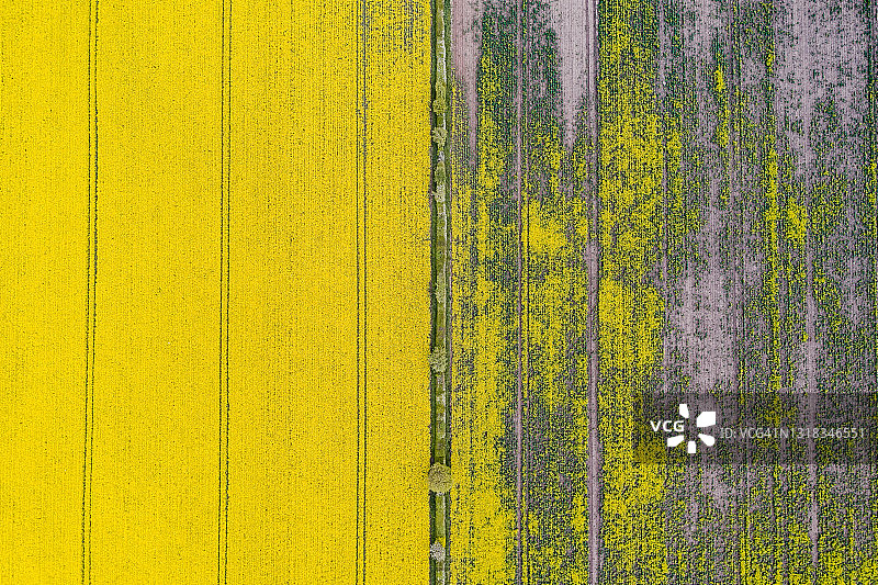 英国油菜花田航拍：花期与非花期对比图片素材