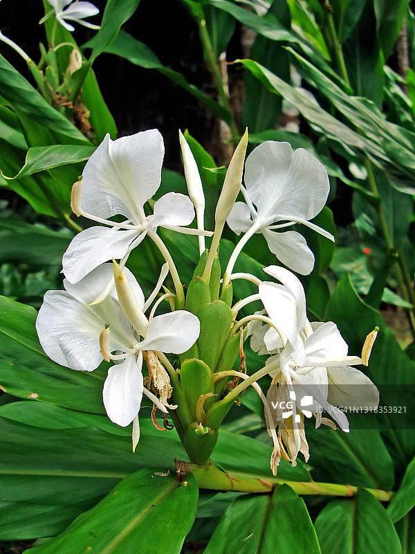 白色姜花图片素材