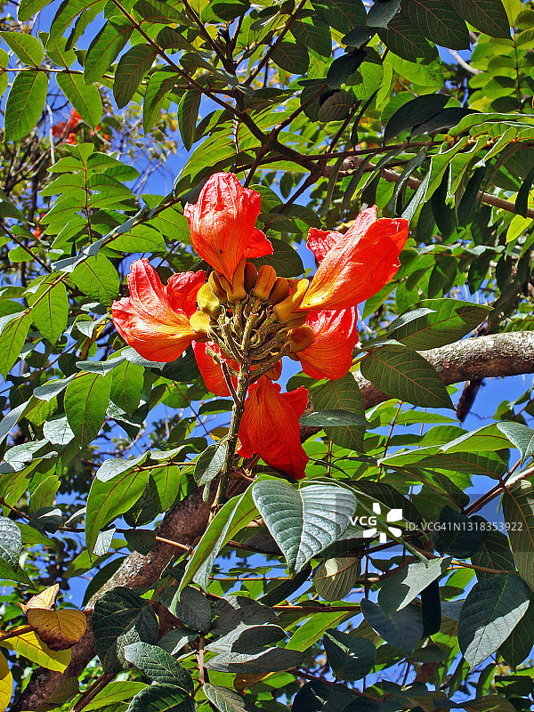 非洲郁金香树花图片素材