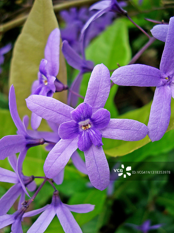 锡叶藤图片素材