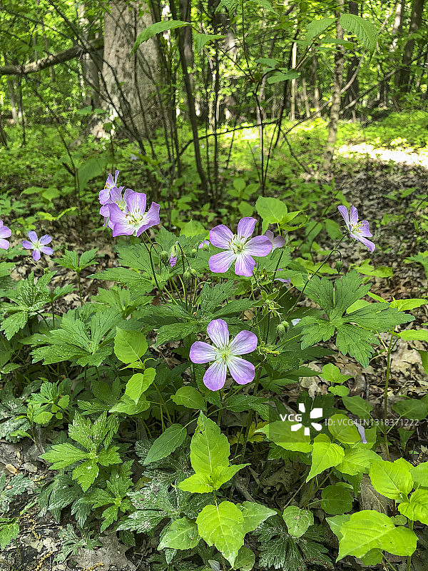 野生老鹳草图片素材