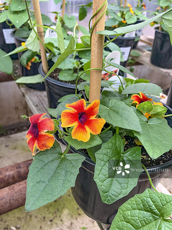 黑眼苏珊藤图片素材