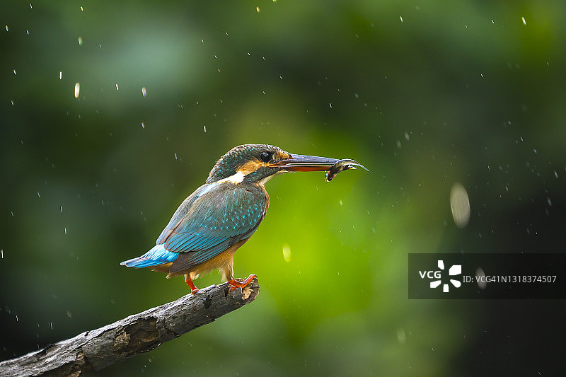 普通翠鸟栖息在树枝上图片素材