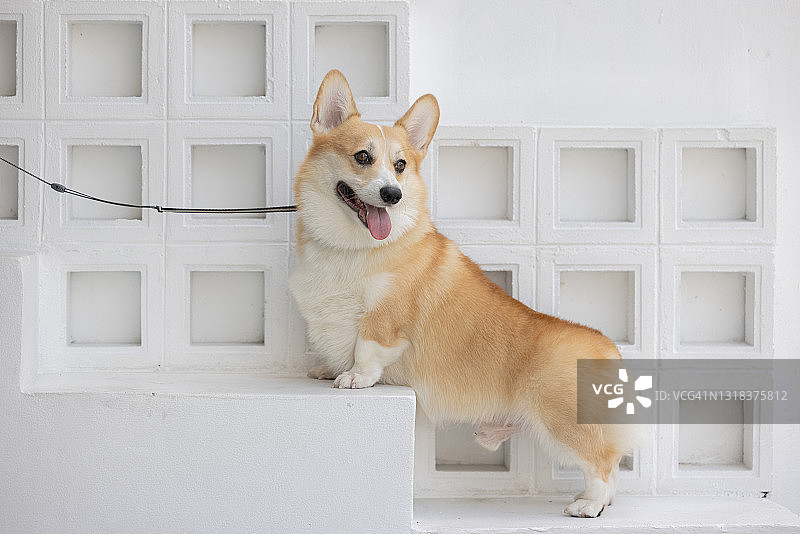 咖啡馆里的柯基犬图片素材