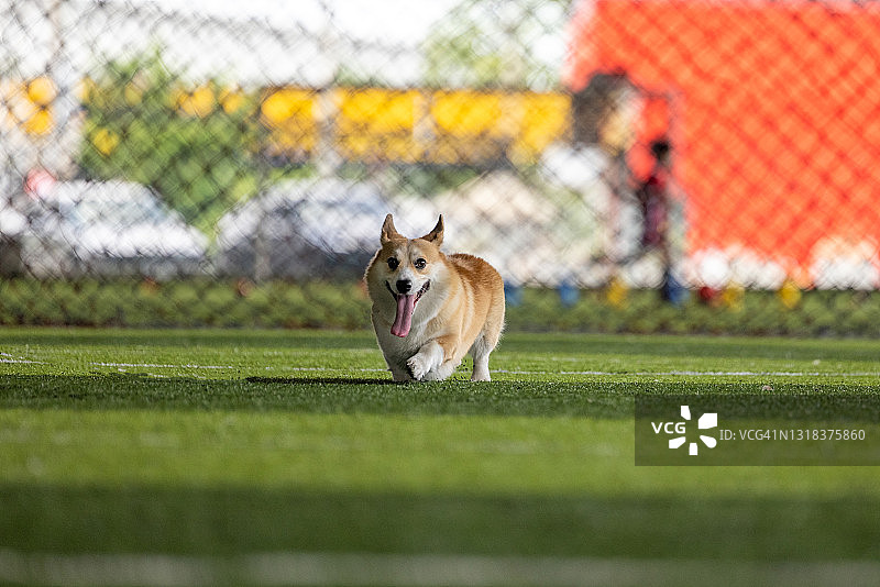 足球场上的威尔士柯基犬图片素材