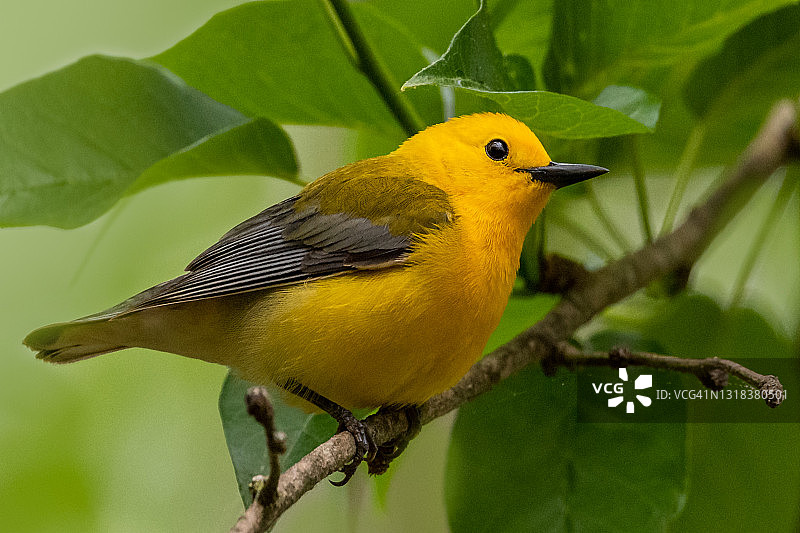 白喉林莺图片素材