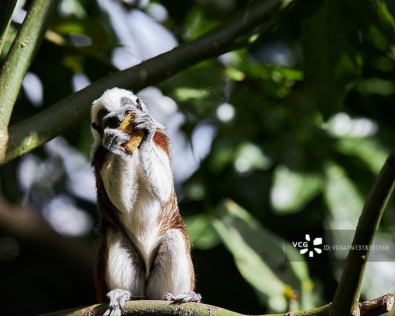 棉顶绢毛猴图片素材