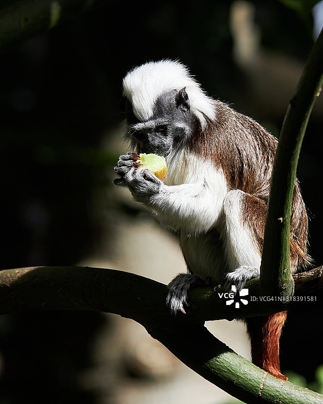 棉顶绢毛猴图片素材