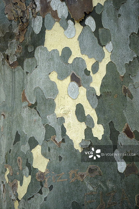 桉树木纹特写图片素材