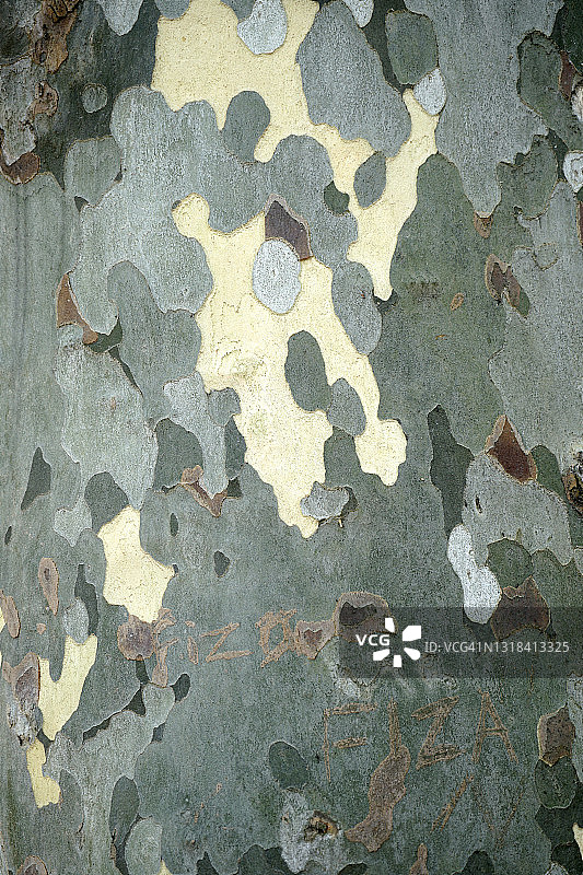 桉树木纹特写图片素材