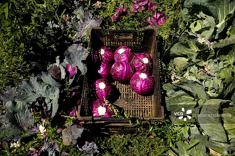 有机红卷心菜图片素材