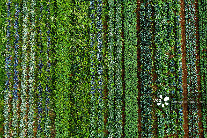 待收割的原生态卷心菜图片素材