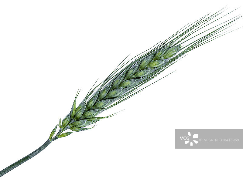 白色背景上的绿色麦穗图片素材