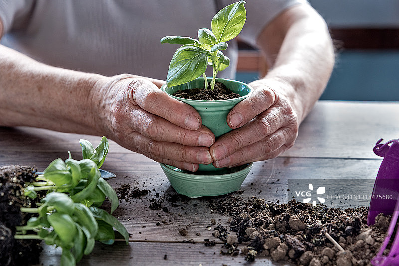 近距离的妇女手种植新鲜的有机罗勒盆栽-园艺概念图片素材