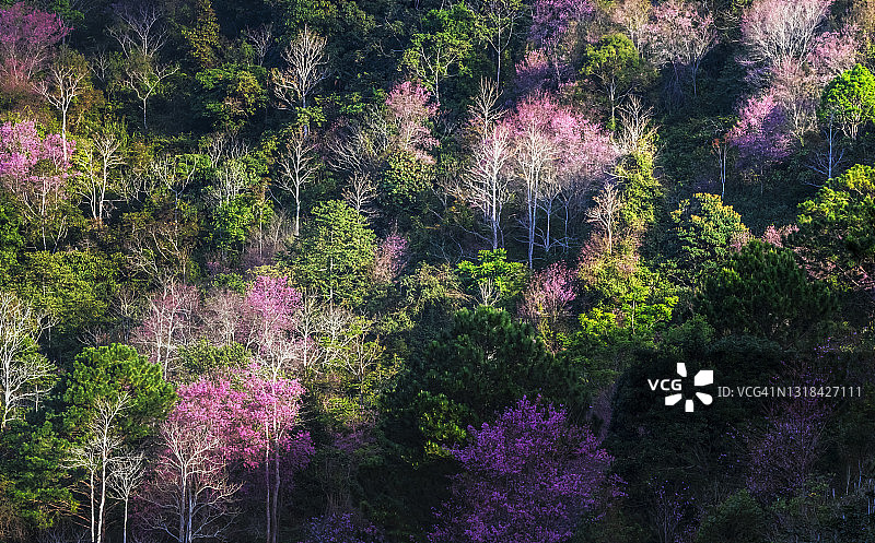 森林中的樱花图片素材