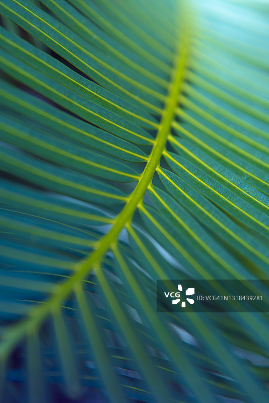 热带森林中的棕榈叶自然背景图片素材