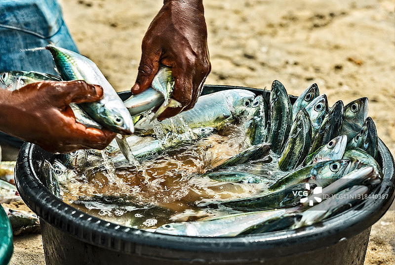 海滩上的鲜鱼市场图片素材
