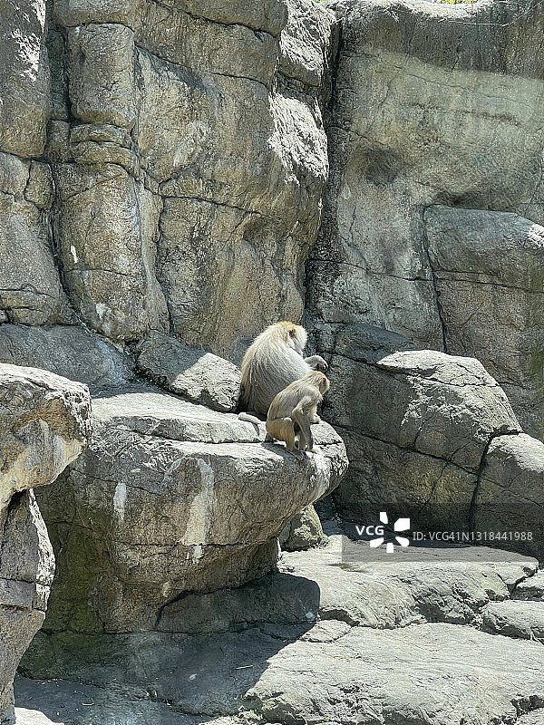 母亲和幼小的狒狒图片素材