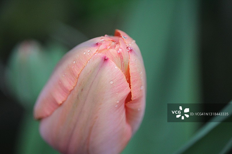 粉色郁金香上的雨滴特写图片素材