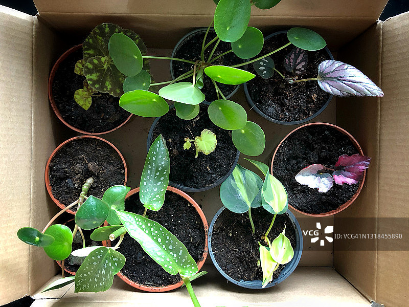 纸箱中盆栽植物扦插图片素材