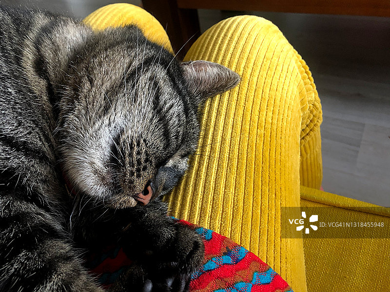 可爱的猫咪睡在膝盖上POV图片素材