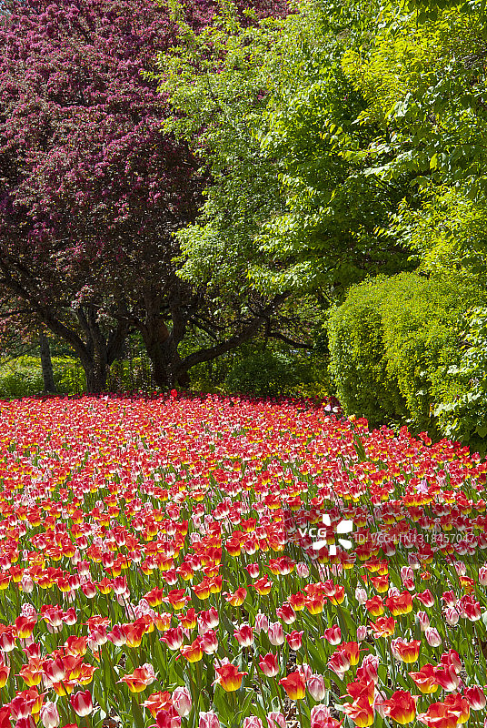 加拿大渥太华专员公园的郁金香图片素材